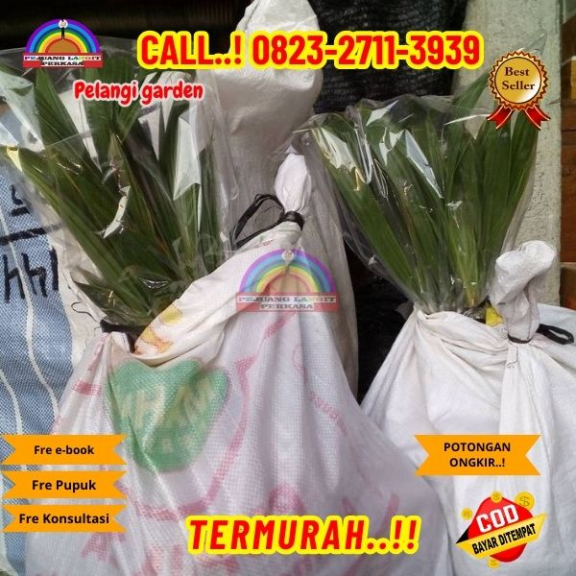 WA 082327113939 Penjual Pohon Kelapa Entok