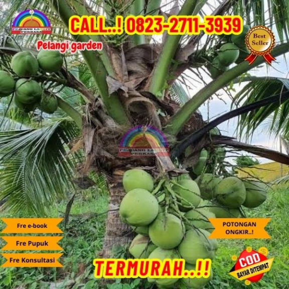 WA 082327113939 Penjual Pohon Kelapa Estetik