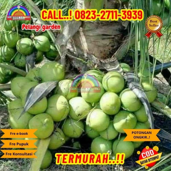 WA 082327113939 Penjual Pohon Kelapa Estetik
