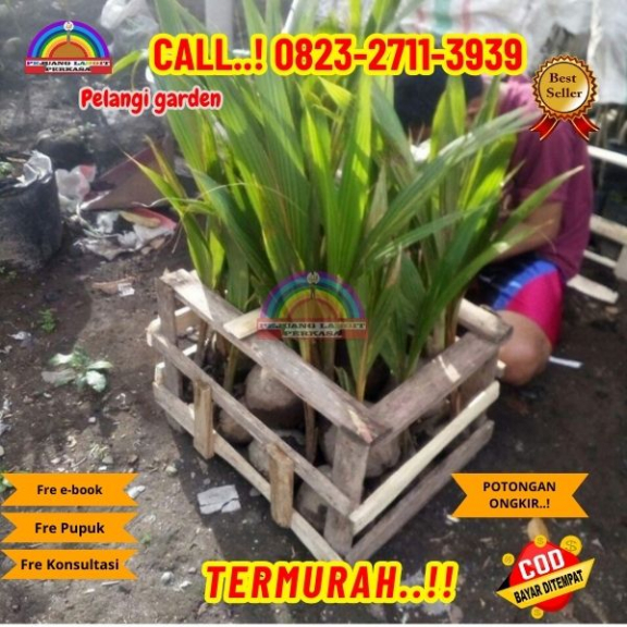 WA 082327113939 Penjual Pohon Kelapa Estetik