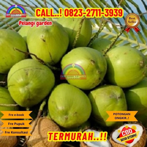 WA 082327113939 Penjual Pohon Kelapa Food Court