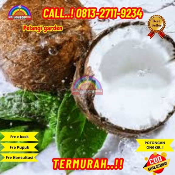 WA 082327113939 Penjual Pohon Kelapa Flanel