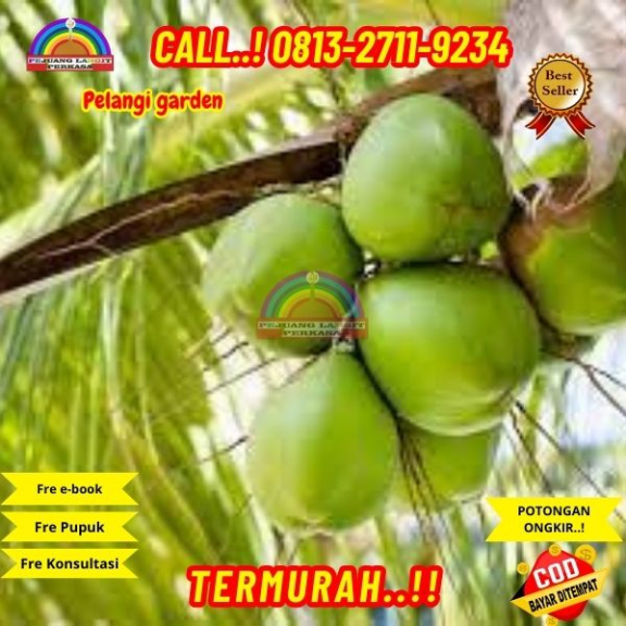 WA 082327113939 Penjual Pohon Kelapa Flanel