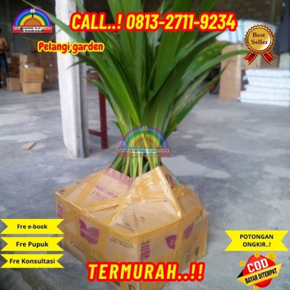 WA 082327113939 Penjual Pohon Kelapa Flanel