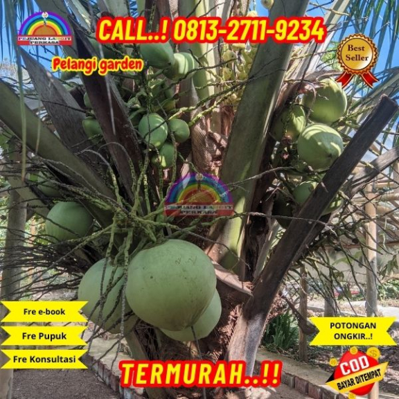 WA 082327113939  Penjual Pohon Kelapa Genjah Entok 