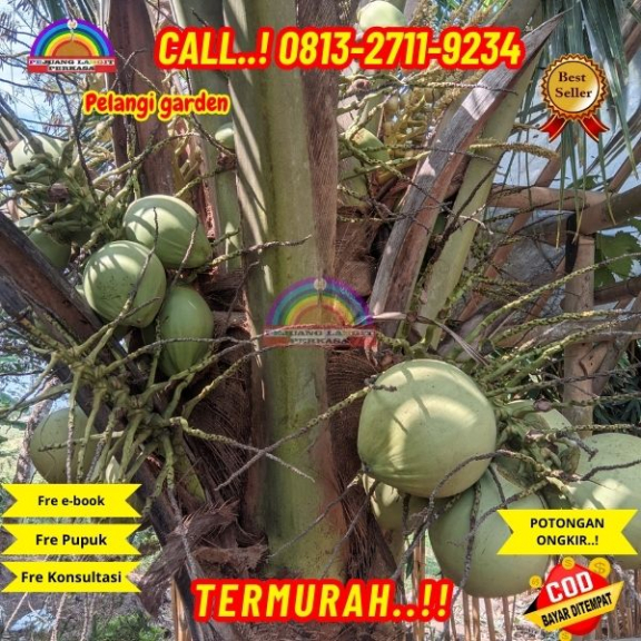 WA 082327113939  Penjual Pohon Kelapa Genjah Entok 