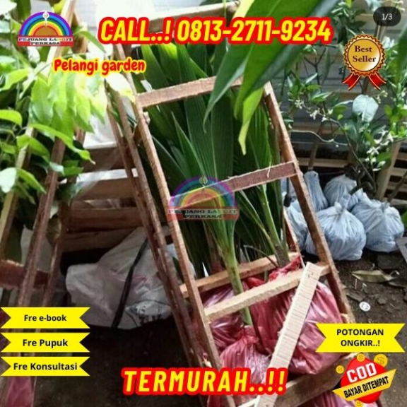 WA 082327113939  Penjual Pohon Kelapa Genjah Entok 