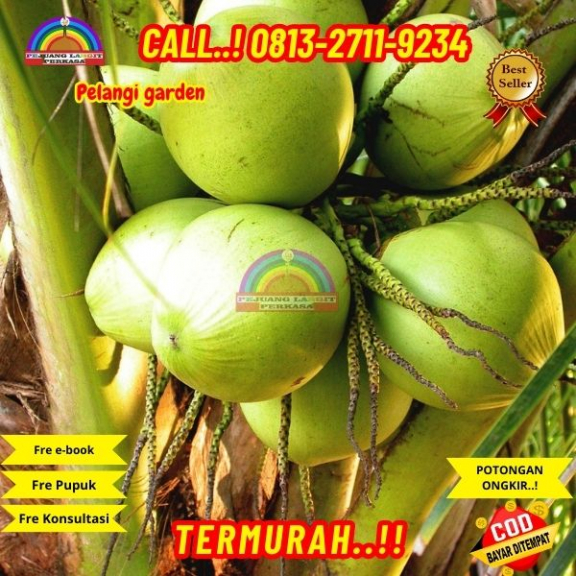 WA 082327113939 Penjual Pohon Kelapa Genjah Wulung
