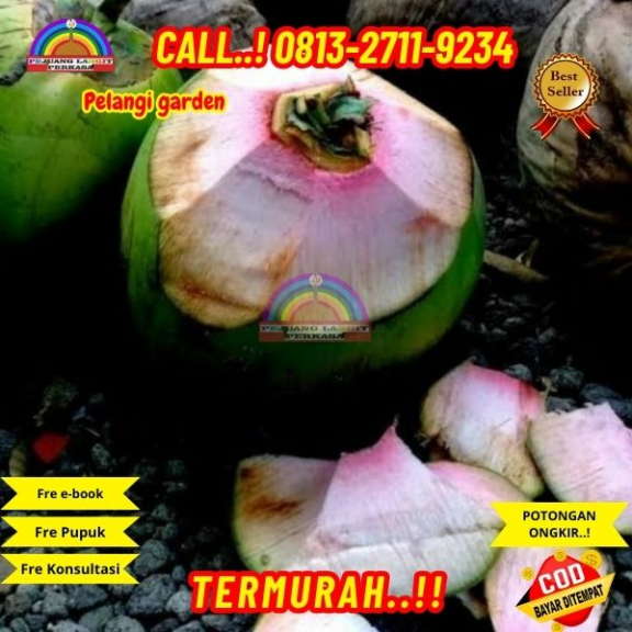 WA 082327113939 Penjual Pohon Kelapa Genjah Wulung