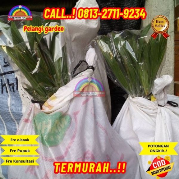 WA 082327113939 Penjual Pohon Kelapa Genjah Wulung