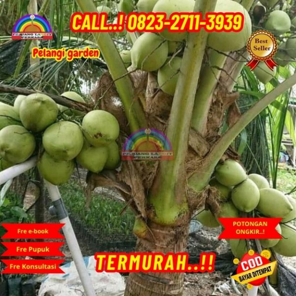 WA 082327113939 Penjual  Pohon Kelapa Hibrida 