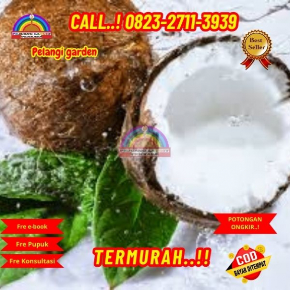 WA 082327113939 Penjual  Pohon Kelapa Hibrida 