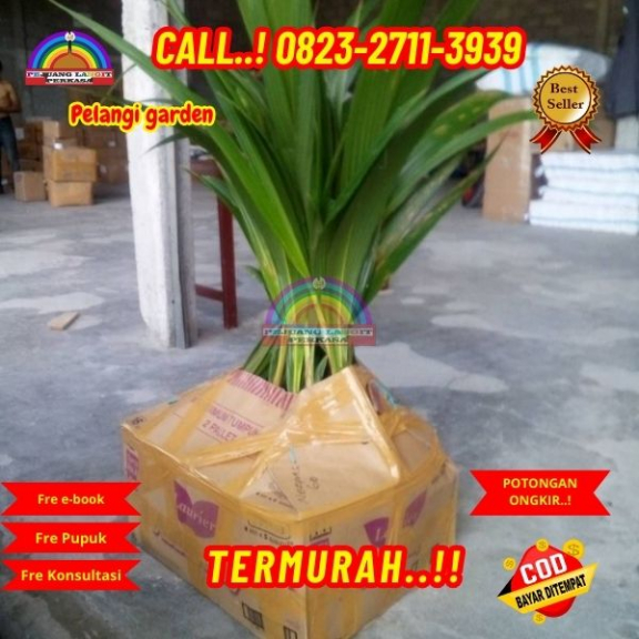 WA 082327113939 Penjual  Pohon Kelapa Hibrida 