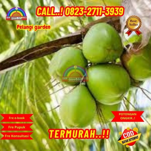 WA 082327113939 Penjual Pohon Kelapa Hijau