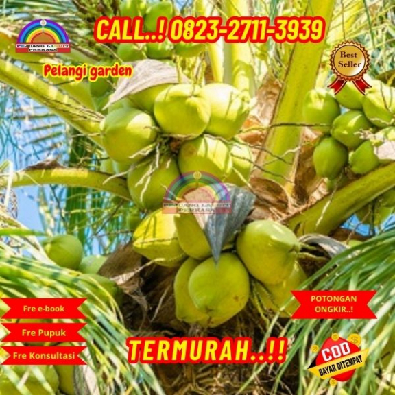 WA 082327113939 Penjual Pohon Kelapa Hijau
