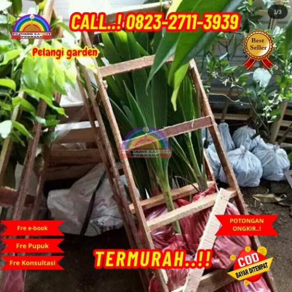 WA 082327113939 Penjual Pohon Kelapa Hijau