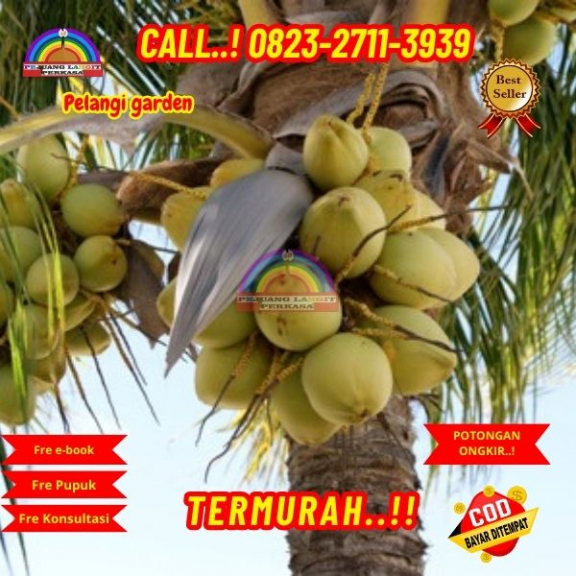 WA 082327113939 Penjual Pohon Kelapa Hias