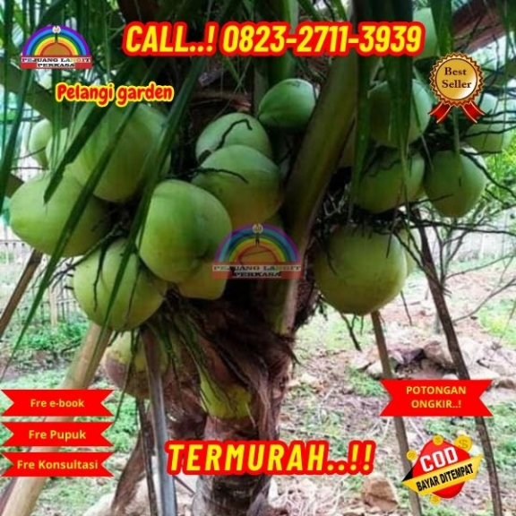 WA 082327113939 Penjual Pohon Kelapa Hias