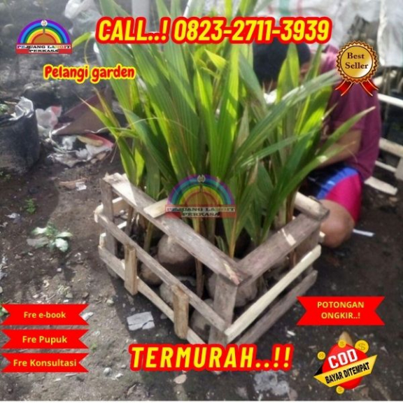 WA 082327113939 Penjual Pohon Kelapa Hias