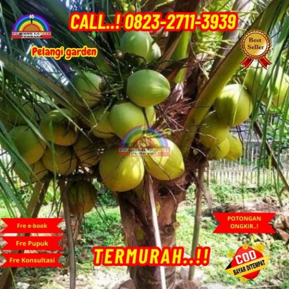 WA 082327113939 Penjual Pohon Kelapa Hijau Asli