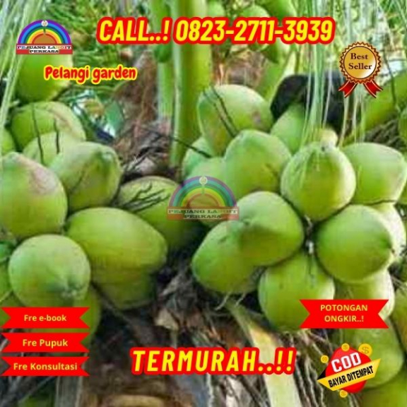 WA 082327113939 Penjual Pohon Kelapa Hijau Asli