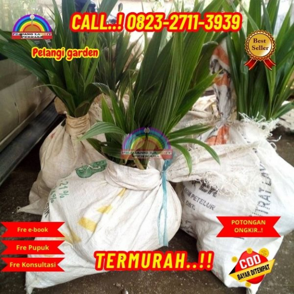 WA 082327113939 Penjual Pohon Kelapa Hijau Asli