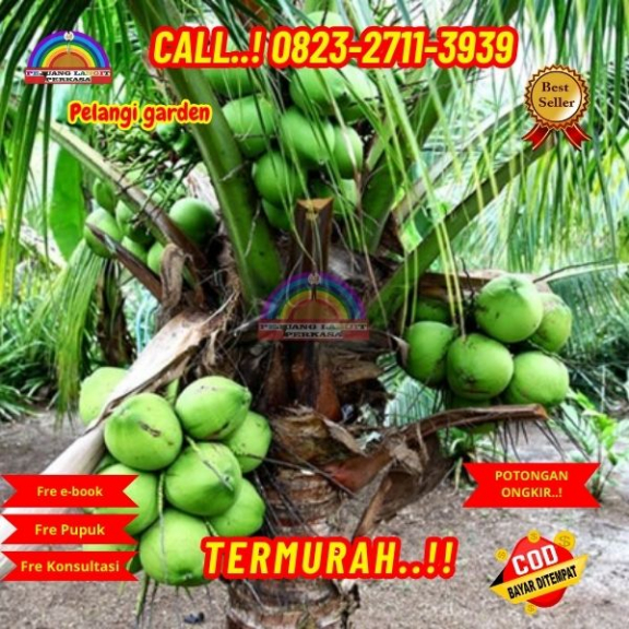 WA 082327113939 Penjual Pohon Kelapa Hutan 