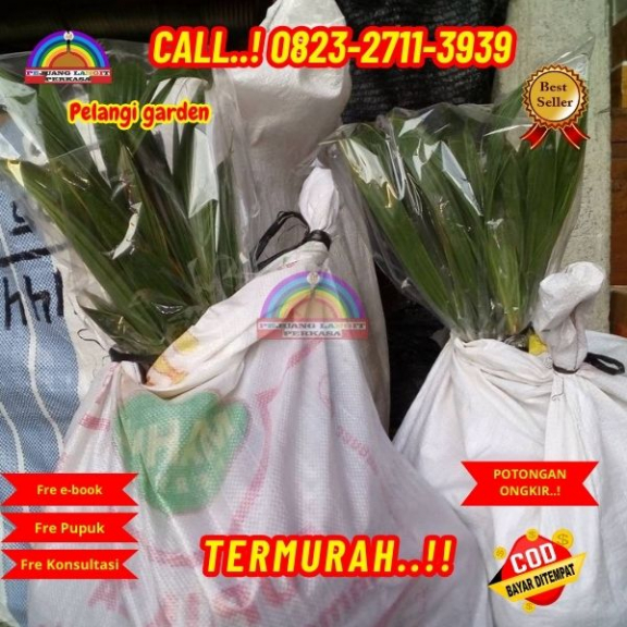 WA 082327113939 Penjual Pohon Kelapa Hutan 