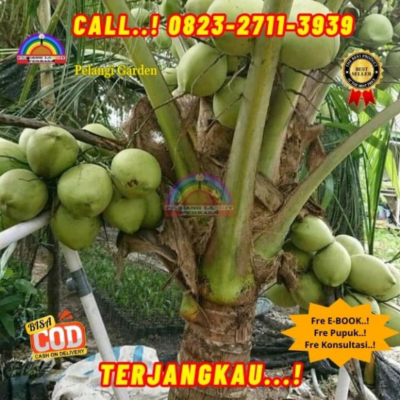 WA 082327113939 Penjual Pohon Kelapa Jatuh 