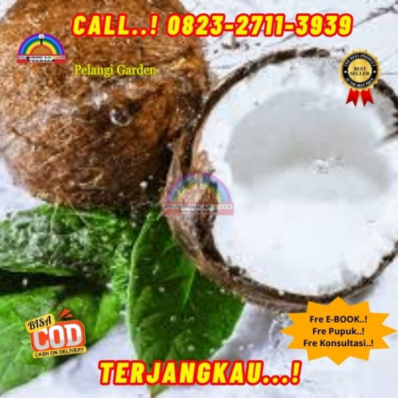 WA 082327113939 Penjual Pohon Kelapa Jatuh 