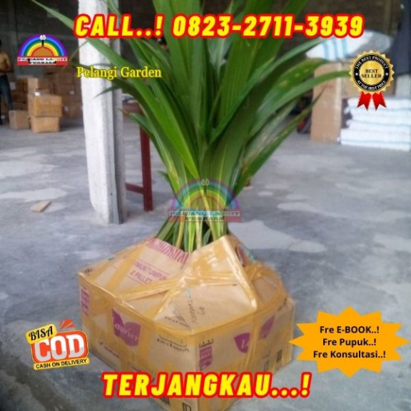 WA 082327113939 Penjual Pohon Kelapa Jatuh 