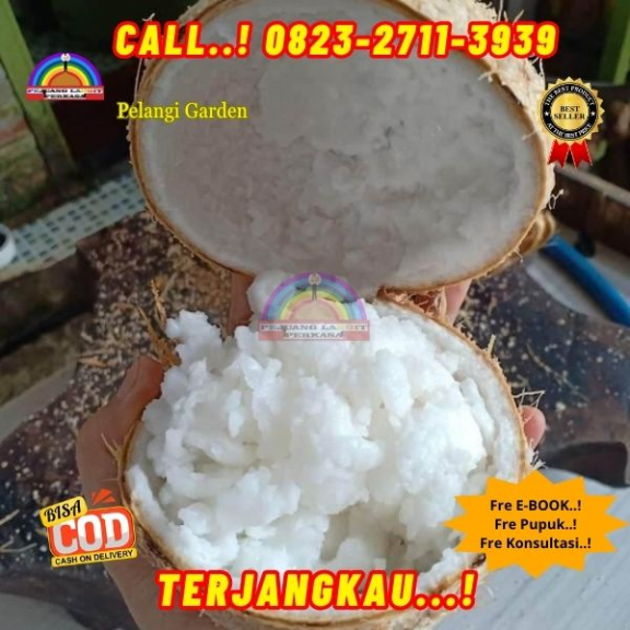 WA 082327113939  Penjual Pohon Kelapa Kopyor