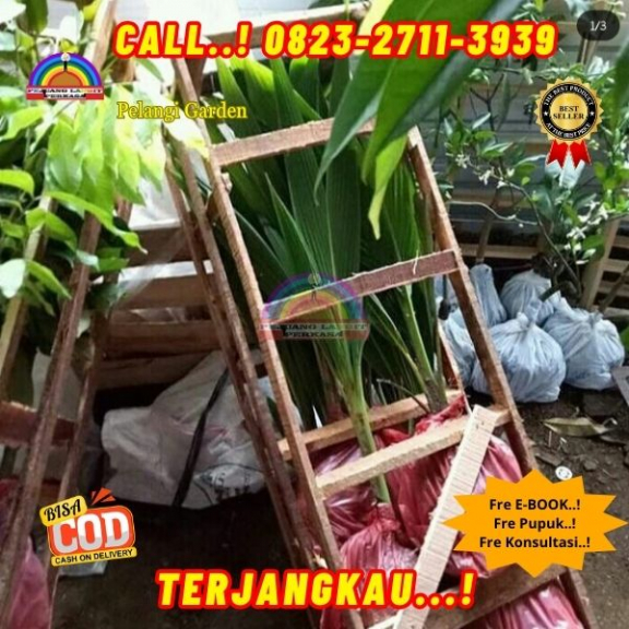 WA 082327113939  Penjual Pohon Kelapa Kopyor