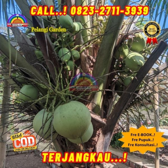 WA 082327113939  Penjual Pohon Kelapa Kecil