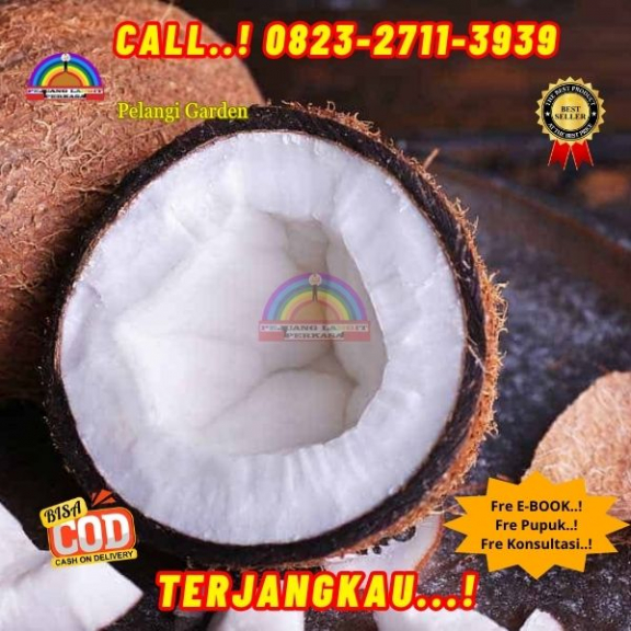 WA 082327113939  Penjual Pohon Kelapa Kecil