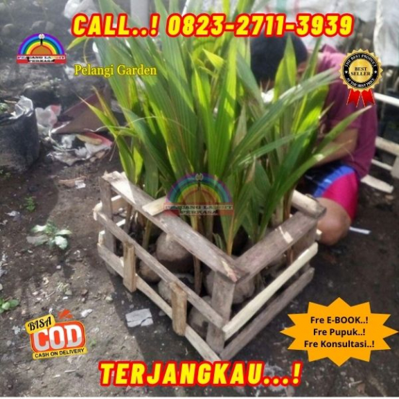 WA 082327113939  Penjual Pohon Kelapa Kecil