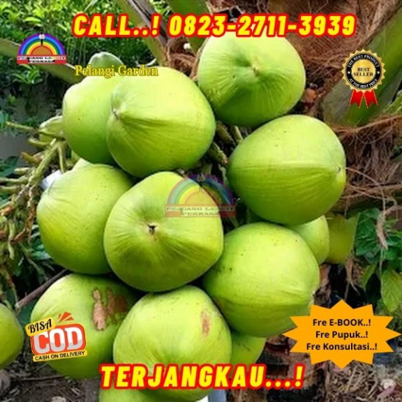 WA 082327113939 Penjual Pohon Kelapa Kembar