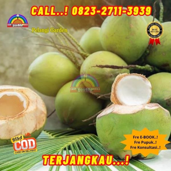 WA 082327113939 Penjual Pohon Kelapa Kembar