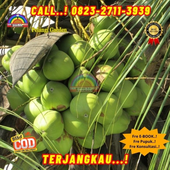 WA 082327113939  Penjual Pohon Kelapa Kecil Berbuah