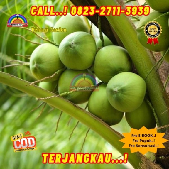 WA 082327113939  Penjual Pohon Kelapa Kecil Berbuah