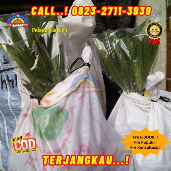 WA 082327113939  Penjual Pohon Kelapa Kecil Berbuah