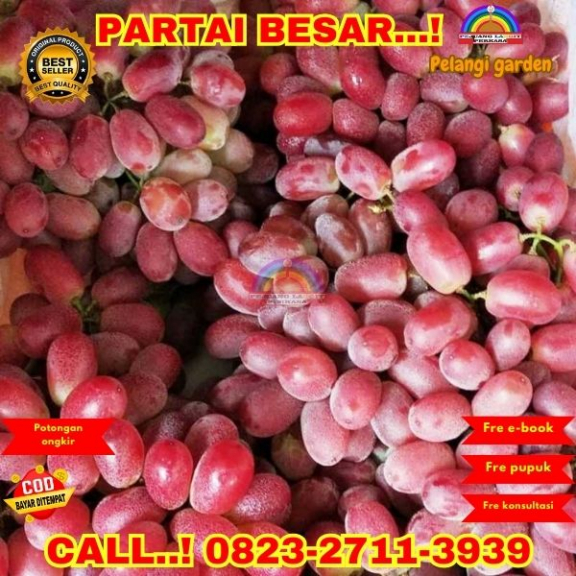  WA 082327113939 Jual Bibit Anggur Seedless 