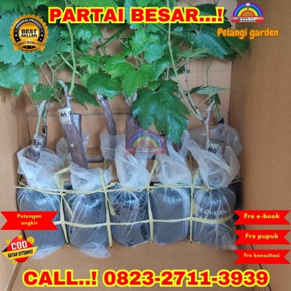  WA 082327113939 Jual Bibit Anggur Seedless 