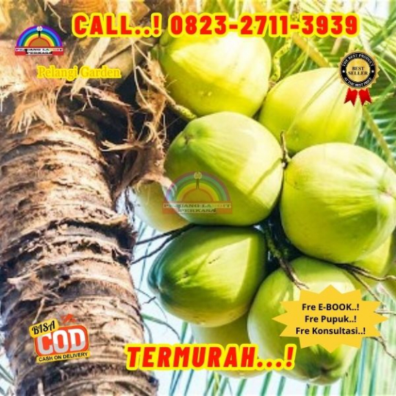 WA 082327113939 Penjual Pohon Kelapa Kerdil