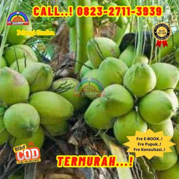 WA 082327113939 Penjual Pohon Kelapa Kerdil