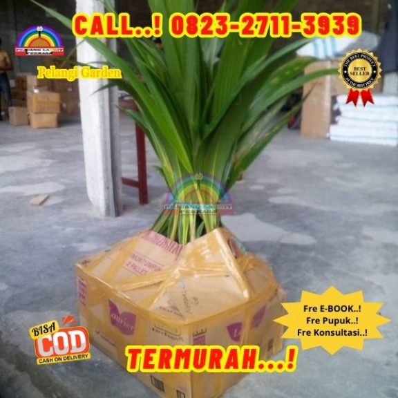 WA 082327113939 Penjual Pohon Kelapa Kerdil