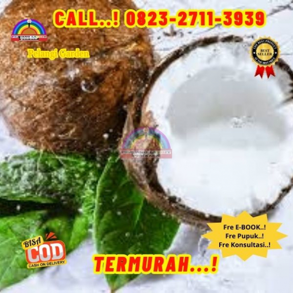 WA 082327113939 Penjual Pohon Kelapa Kopra