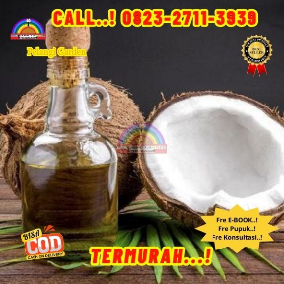 WA 082327113939 Penjual Pohon Kelapa Kopra