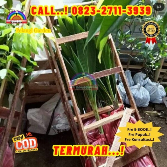 WA 082327113939 Penjual Pohon Kelapa Kopra