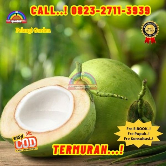 WA 082327113939 Penjual Pohon Kelapa Muda